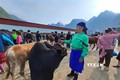 Khám phá nét độc đáo chợ bò Mèo Vạc (Hà Giang)
