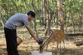 Tăng thu nhập từ nuôi hươu sao ở vùng biên giới Kon Tum