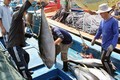 越南金枪鱼出口企业应着力开发国内市场