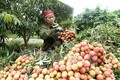  越南与中国继续加强农产品贸易交往
