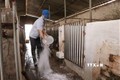 越南20个省市再次爆发非洲猪瘟疫情