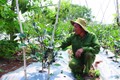 日本紫茄子助力亚新乡农民增收致富