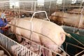 越南尽早杜绝将生猪和猪产品走私到越南的行为
