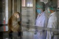 泰国新冠病毒疫苗猴体实验已注射第2针预计10月进行人体实验