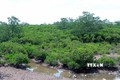 太平省泰瑞湿地自然保护区正式成立