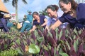 北宁省妇女们携手保护环境 争创美好社区