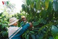 公私合作为得乐省咖啡可持续生产带来多种效益