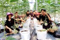 胡志明市开发7个农业和生态旅游计划