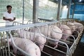 国家非洲猪瘟疫情预防工作计划获批