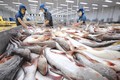 2020年前6月越南查鱼对英国出口增长7.3%
