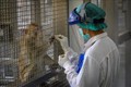 泰国新冠疫苗在小鼠和猴子身上实验取得成功 印尼拟免费向民众提供新冠疫苗