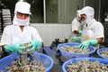越南对欧盟虾类出口猛增
