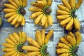 香蕉是老挝向中国出口的主要产品之一