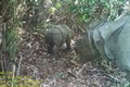  印尼发现两只稀有的爪哇犀牛