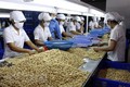 越南是世界腰果加工和出口第一大国