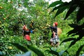 本地橘种植带动光顺村民增收致富