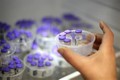 东盟呼吁加大新冠疫苗的生产力度