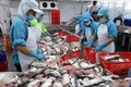 2021年前7个月越南查鱼出口总额达9.3亿美元