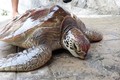 承天顺化省：一只珍稀海龟被放归大海