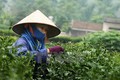 越南茶叶对台湾出口保持增长势头