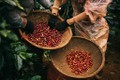 越南--世界咖啡生产第二大国