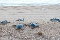 宁顺省主山生物圈保护区努力保护珍稀海龟