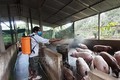 国际金融公司援助越南做好非洲猪瘟疫情防控工作