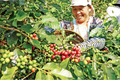 赫蒙族靠咖啡树发家致富