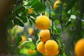 美国为越南柚子产品打开市场大门
