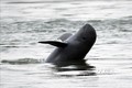 伊洛瓦底江淡水海豚在老挝灭绝