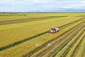 农民和企业联合生产的大米顺利出口