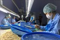 越南腰果产业提出“量稳质优价增”的目标