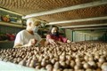越南澳洲坚果将成为价值数十亿美元的出口商品