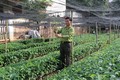太原省定化县坚定发展肉桂树种植业