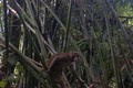 越南清化省蒲呼自然保护区发现珍稀灵长类动物