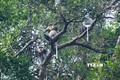广南省为灰腿白臀叶猴扩大栖息地并确保适宜的生活环境