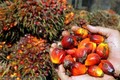 印尼加速棕榈油出口