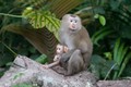 昆卡京国家公园3年多来已收治了100只珍稀动物