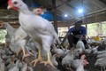 印尼即将向新加坡出口鸡肉