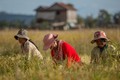 2022年上半年柬埔寨大米出口量增长近17%