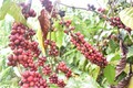 《越英自由贸易协定》助力越南咖啡产业扩大在英国的市场份额