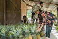 种植菠萝树帮助赫蒙族同胞摆脱贫困蒙族同胞靠菠萝脱贫致富