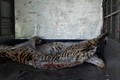 越南自然博物馆接收九只老虎标本用于展览和研究