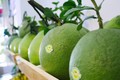 越南新鲜柚子正式准许出口美国市场