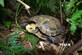 在浦乎自然保护区发现许多稀有的龟类品种