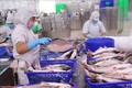 越南查鱼对中国出口额猛增