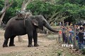 得乐省停止“骑大象”旅游产品服务并转向大象友好型旅游