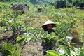 “以人民为中心”—越南国家减贫计划取得成功的钥匙