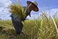 马来西亚与印度尼西亚就加强东南亚粮食安全达成协议