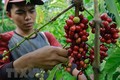 印度尼西亚正式签署国际咖啡协定
